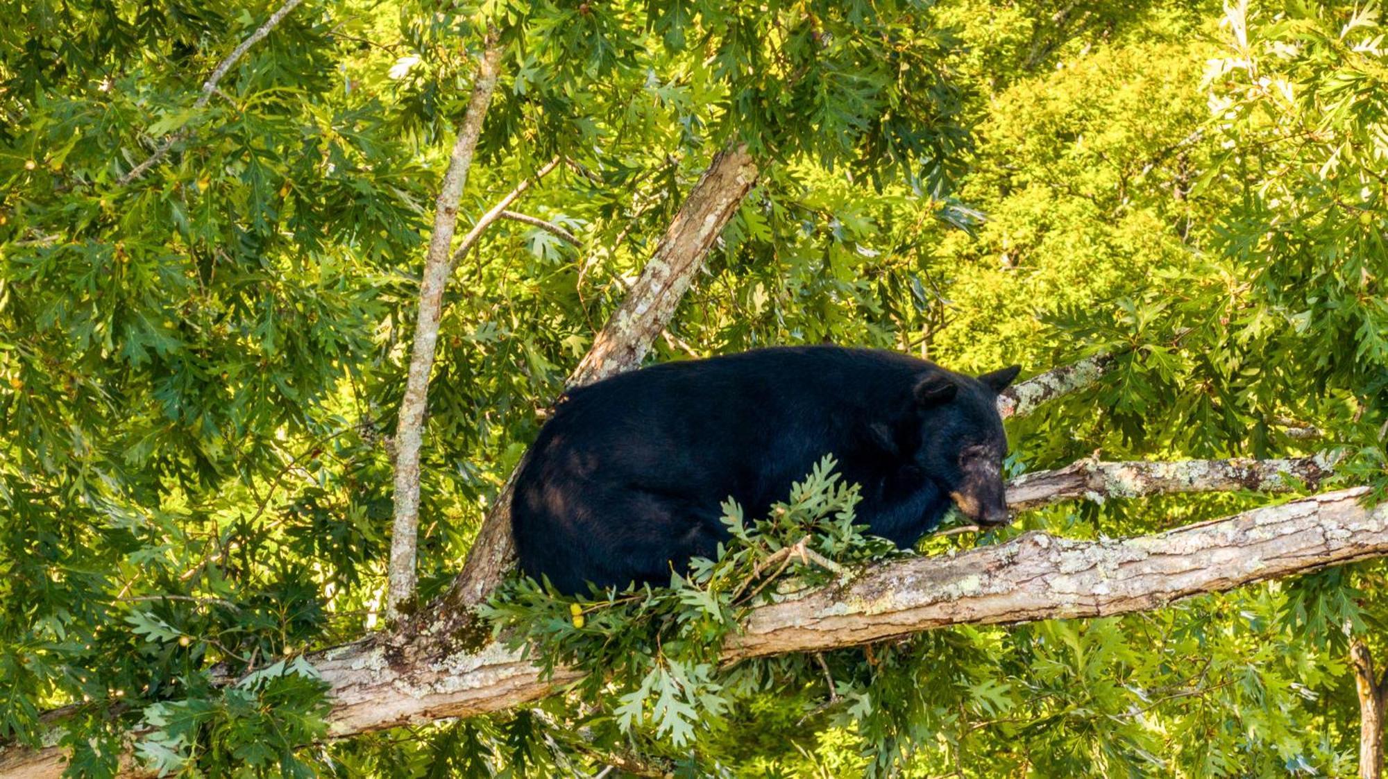Baloo'S Bungalow Gatlinburg Bagian luar foto
